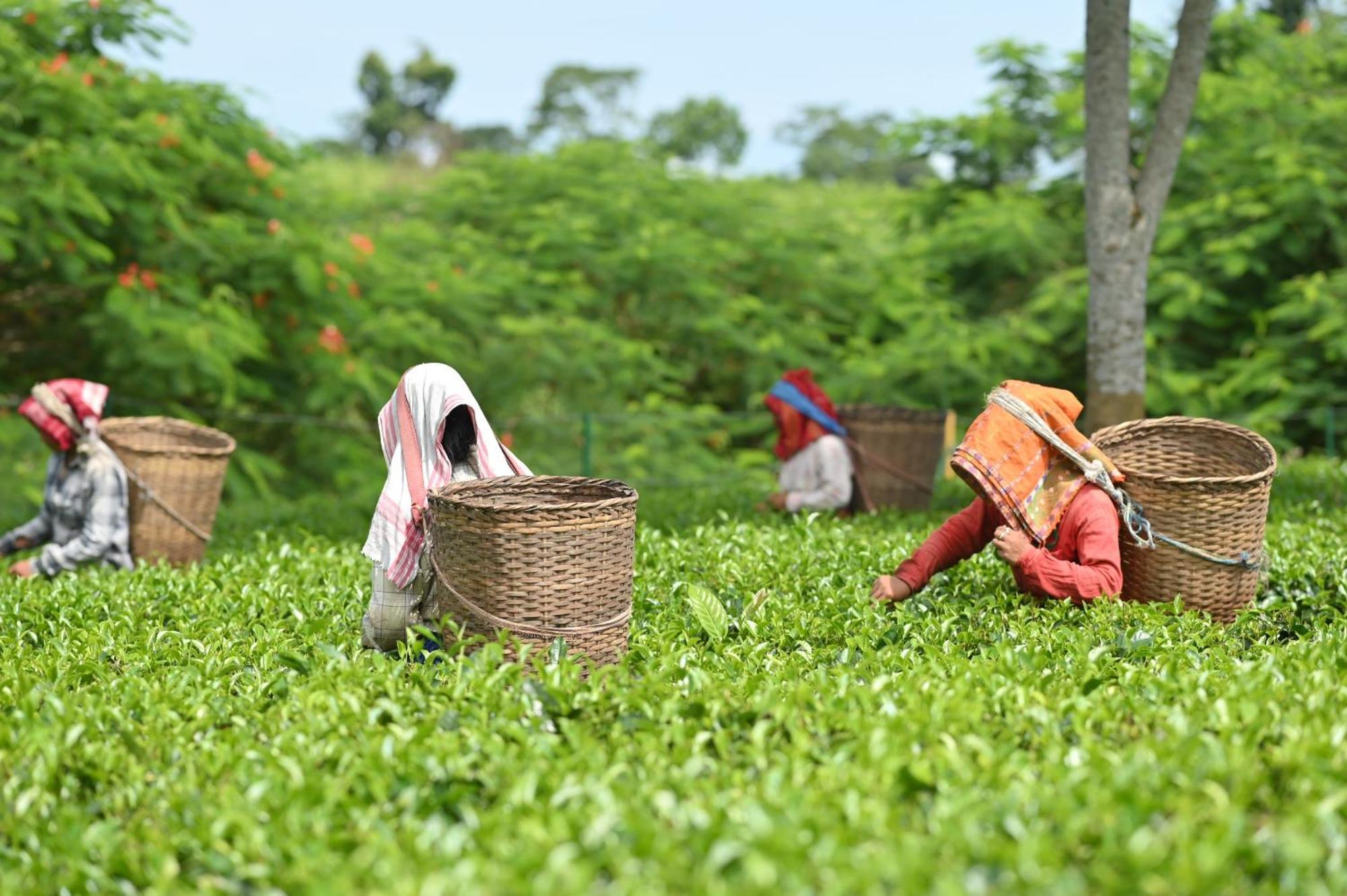 Vaani Greens Wildlife Resort, Kaziranga Kuthari Extérieur photo